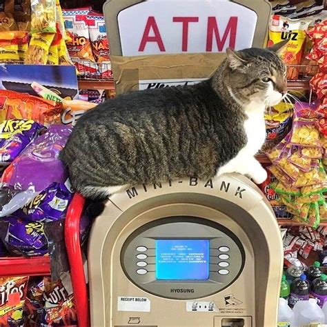 Bodega Cats Are Not so Secretly the Best Thing About New York | Bodega cat, Cats, Cat work