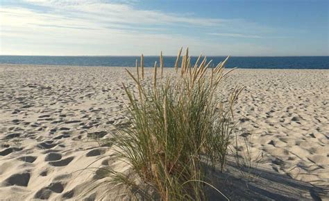 Marram, the holder of dunes [protects seaside gardens from erosion]