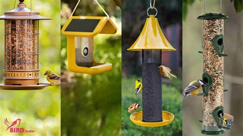 Types Of Bird Feeders For Different Birds [Right One]