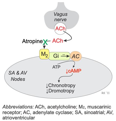 CV Pharmacology | Atropine (Muscarinic Receptor Antagonist)