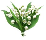 Lily of The Valley PNG Picture PNG, SVG Clip art for Web - Download Clip Art, PNG Icon Arts