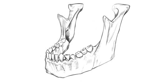 Mandible or jaw bone. Drawing Routine. - YouTube