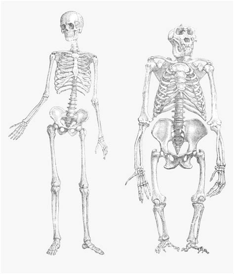 Chimpanzee Vs Human Skeleton, HD Png Download , Transparent Png Image - PNGitem