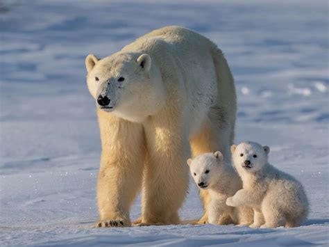 Polar Bear Bonanza | Mid-Continent Public Library