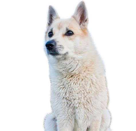 Norwegian Buhund - Dog Breed Guide