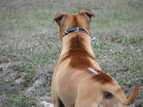 Piece by Piece: The Secrets of Dog Body Language • Pet Resource Center of Kansas City