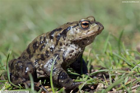 Amphibians In Britain: List & Guide To All British Amphibians With Pictures & Facts