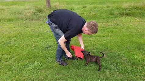 KNPV puppy training, female Dutch Shepherd - YouTube