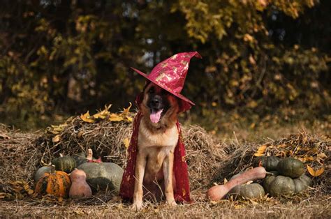 18 Best German Shepherd Halloween Costumes + DIY Ideas