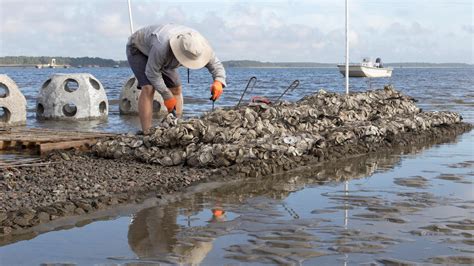 New Oyster Reef Project Bolsters Bird Habitat, Water Quality on the Cape Fear | Audubon North ...