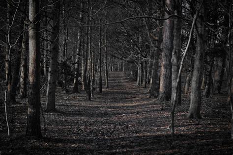 Creepy Forest Wallpapers on WallpaperDog