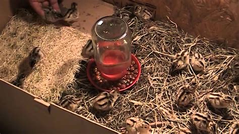 Ringneck Pheasant Chicks - YouTube