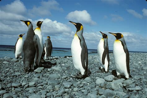 Pinguïn in de klas | Greenpeace Nederland - Greenpeace Nederland