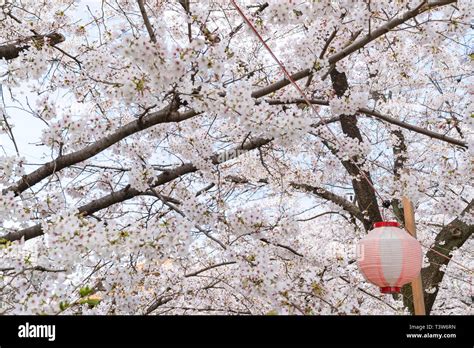 Cherry blossoms at Shingashi River, near Hikawa Shrine, Kawagoe City ...