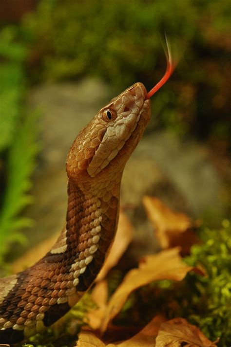 Agkistrodon contortrix mokasen northern copperhead at Reptilienzoo Nockalm, Carinthia/ Austria ...