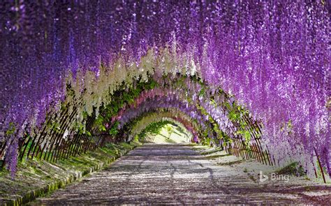 Purple Blooms Kitakyushu Japan - Bing Wallpaper (42981996) - Fanpop