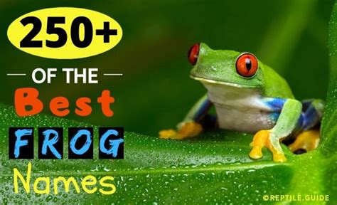 250+ BEST Pet Frog Names: Funny, Cute, Famous, Creative,