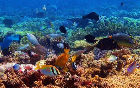 Snorkeling near Coron – visit the best snorkeling spots in the Philippines | go2ph.cl