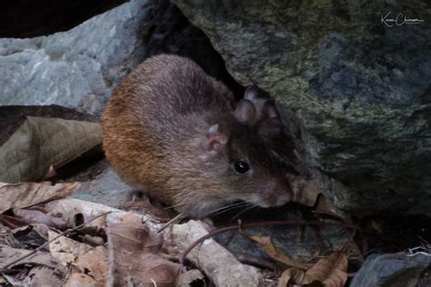 Pacific Spiny Rat on August 22, 2018 at 08:26 AM by Karen Chiasson · iNaturalist.ca