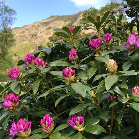 Rhododendron (Rhododendron Varieties), Rhododendron - uploaded by @cotehow