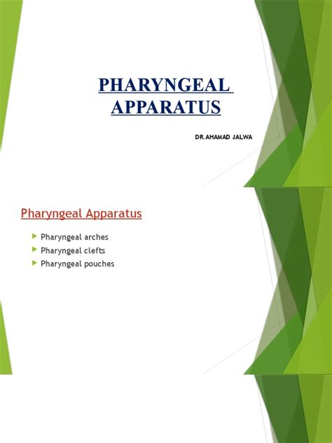 Presentation On Pharyngeal Apparatus | PDF | Parathyroid Gland | Anatomy