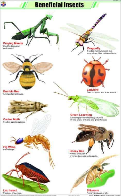 Attracting Beneficial Insects to Your Garden - ProGardenTips