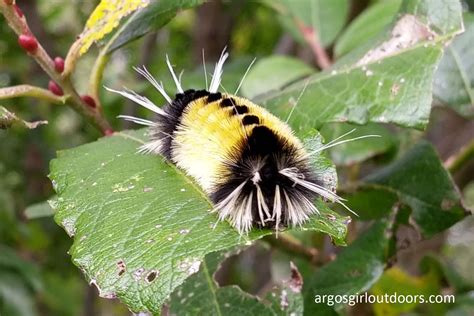 Caterpillars! - Argosgirl Outdoors