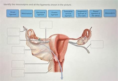 Solved Identify the mesosalpinx and all the ligaments shown | Chegg.com