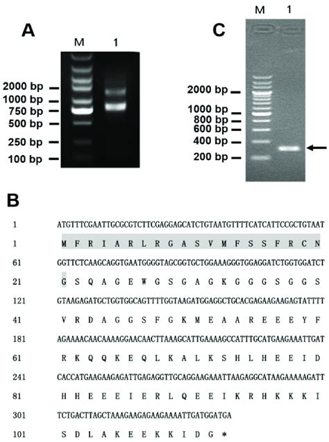 Gene cloning of Latroeggtoxin-V. (A) Identification of the total RNA ...