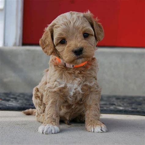 #1 | Goldendoodle Puppies For Sale Near Me