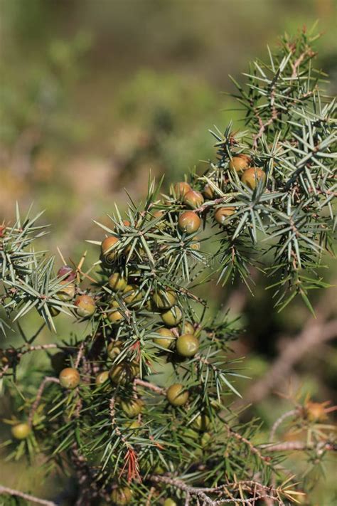 Common Juniper Berries and Leaves Stock Photo - Image of shrub ...