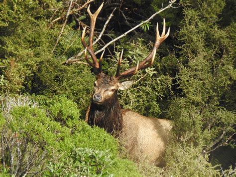 Fiordland Wapiti Herd