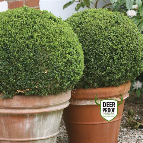 Sprinter® - Boxwood - Buxus microphylla | Proven Winners