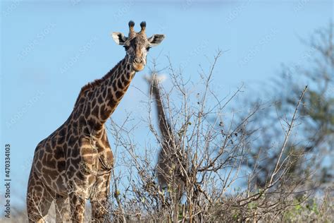 Giraffe in Kenya on safari, Africa. The giraffe is an African artiodactyl mammal, the tallest ...