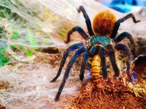 Greenbottle Blue Tarantula: Care Guide & Species Profile - Everything ...