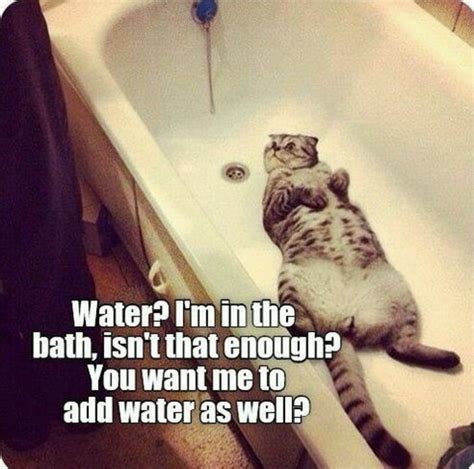 Cat in the bath meme