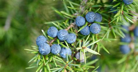 5 Emerging Benefits of Juniper Berries