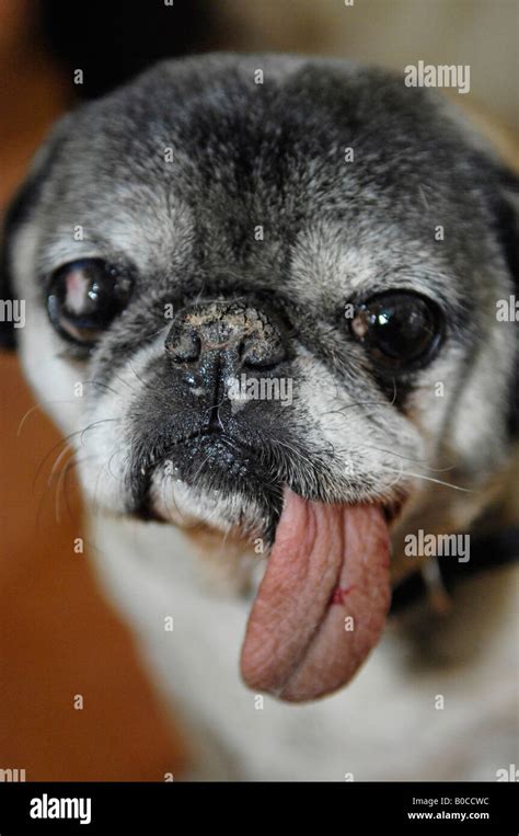 Old pug dog with long dirty tongue and eye scars from surgery Stock ...