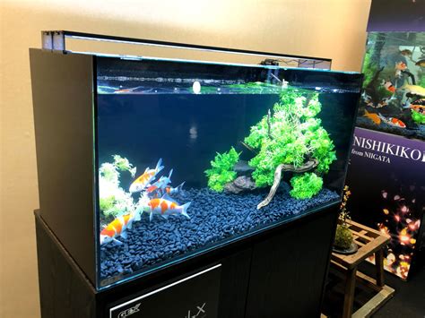 indoor koi fish tank Indoor koi tanks koiphen forums - koifishing