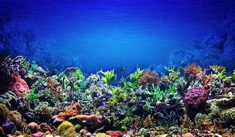 Most Important Water Parameters For A Saltwater And Reef Aquarium