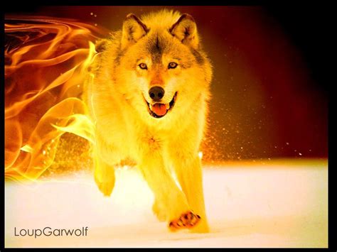 Cool Fire Wolf Wallpapers - Top Free Cool Fire Wolf Backgrounds ...