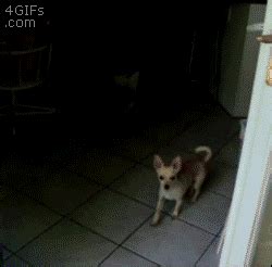 Funny Dog Laughing GIF - Find & Share on GIPHY