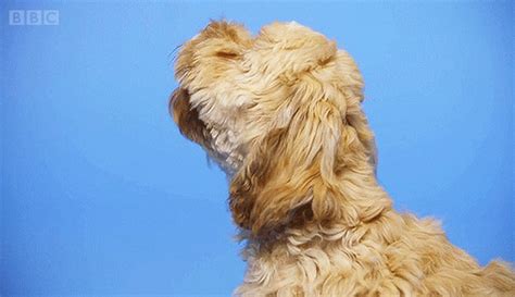 Barking GIFs - Find & Share on GIPHY