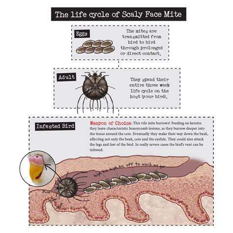 Bird Mites Life Cycle