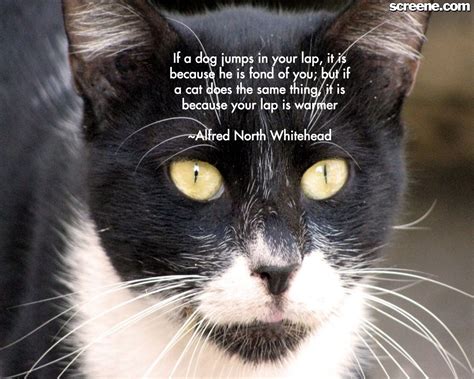 Muhammad Nouman Ali sheroz Awais iqbal Talha Mohsin Riaz: cat quotes | cats wallpapers ...