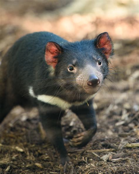 Tasmanian Devils | Saint Louis Zoo