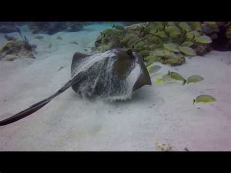 Can You Name Each of These Florida Keys Sea Creatures - Video