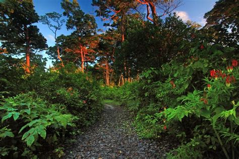 The Amazing Forests of Andaman in Pictures ~ The Wandering Soul's ...