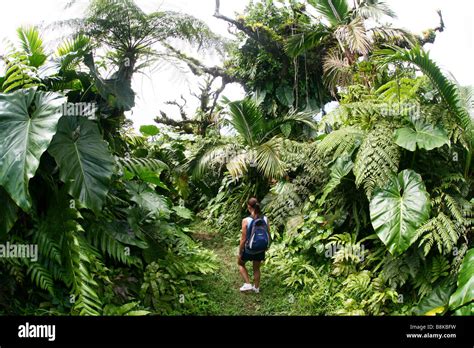 Woman hiking back from the top of Mount Scenery on the Caribbean isle ...