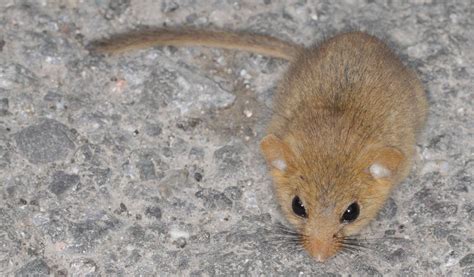 Hazel Dormouse - Key Mouse Facts, Information & Pictures